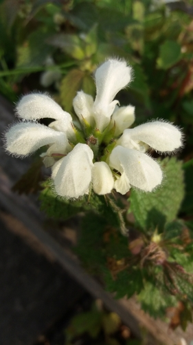 White deadnettle