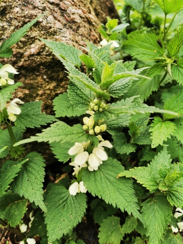 White deadnettle