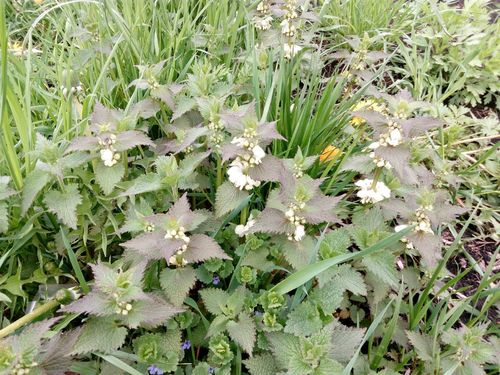 White deadnettle