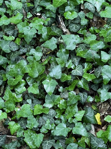 common ivy