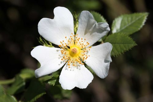 Dog-rose