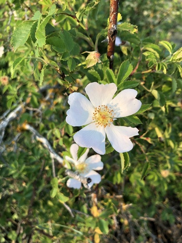 Dog-rose