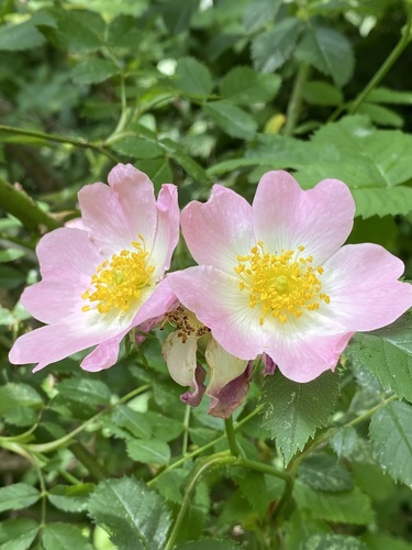 Dog-rose