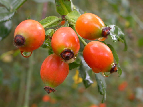 Dog-rose