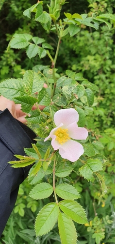 Dog-rose