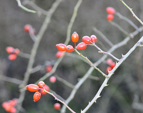Dog-rose
