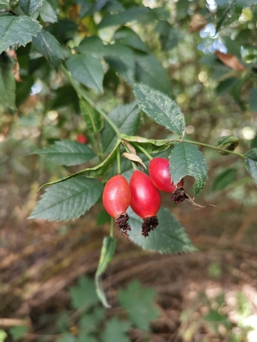 Dog-rose