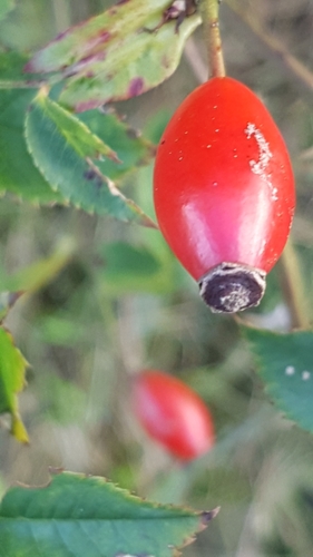 Dog-rose