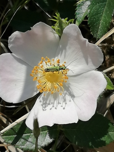 Dog-rose