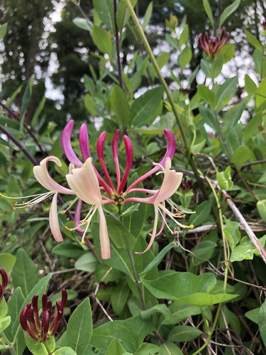 Common Honeysuckle