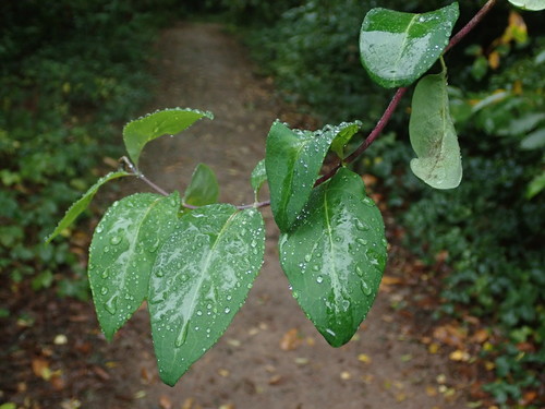Common Honeysuckle