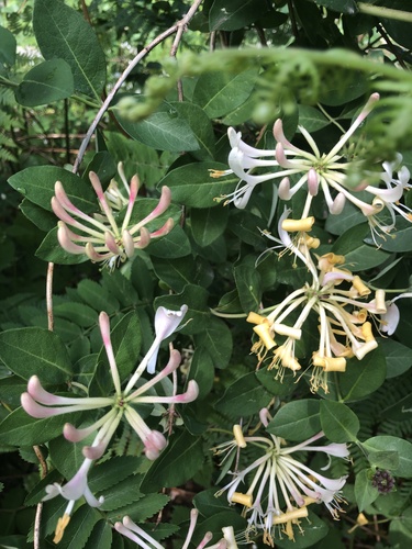 Common Honeysuckle