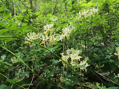 Common Honeysuckle