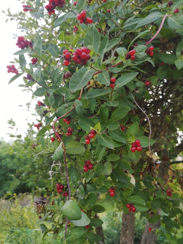 Common Honeysuckle