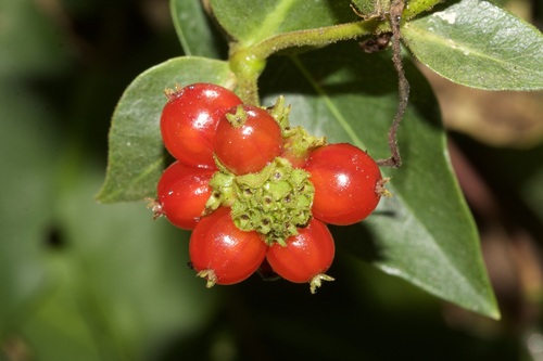 Common Honeysuckle
