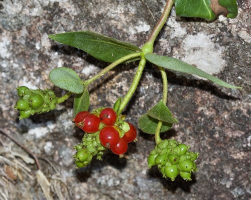 Common Honeysuckle