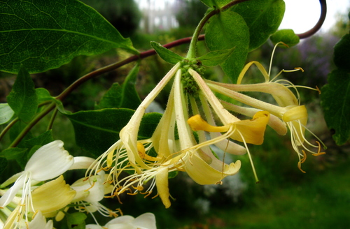 Common Honeysuckle