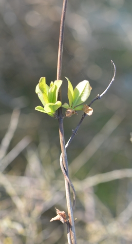 Common Honeysuckle