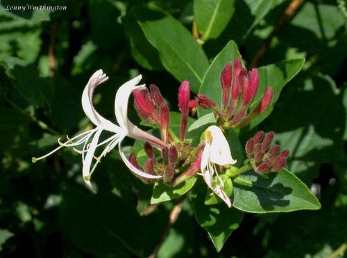 Common Honeysuckle