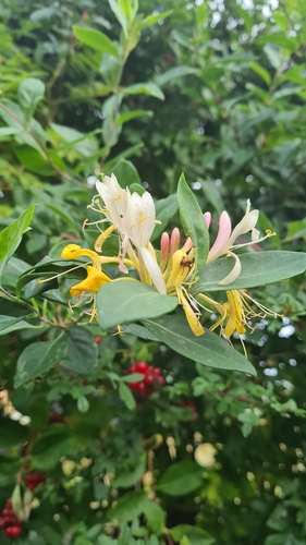 Common Honeysuckle