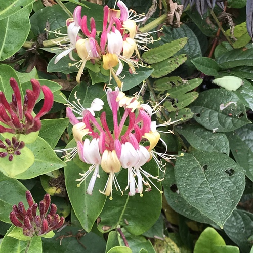 Common Honeysuckle