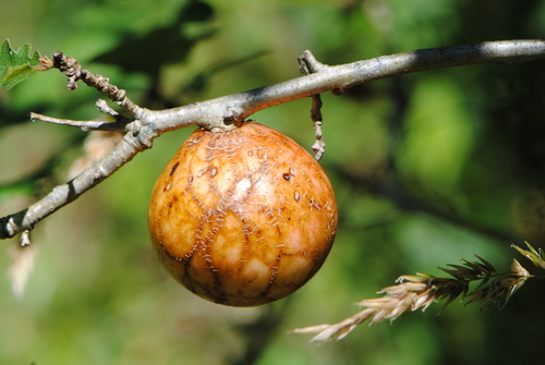 California Gall Wasp