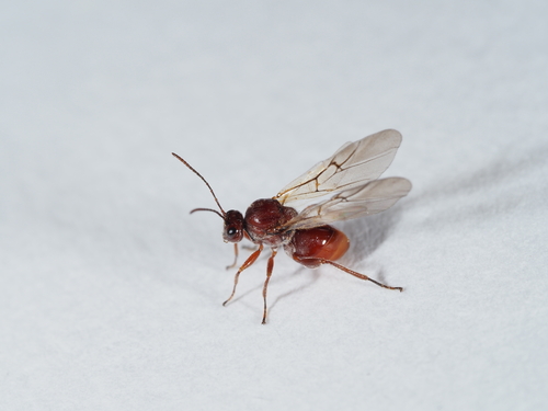 California Gall Wasp