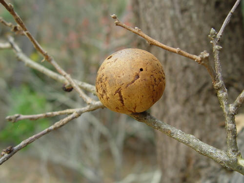California Gall Wasp