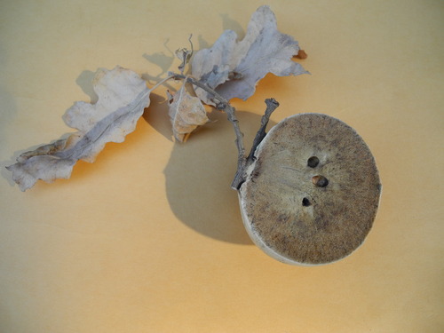 California Gall Wasp