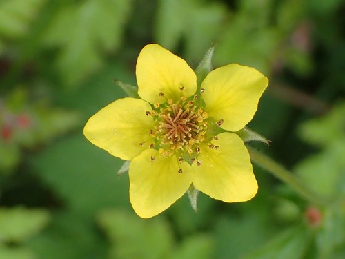 Wood Avens