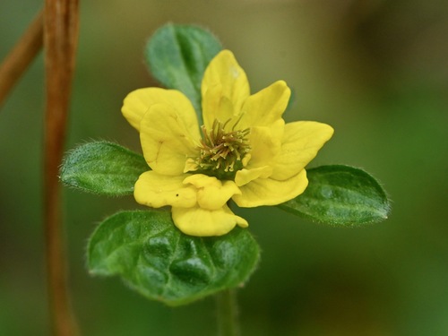 Wood Avens