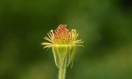 Wood Avens