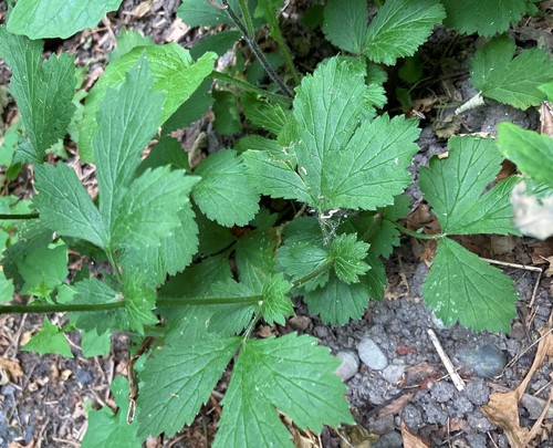 Wood Avens