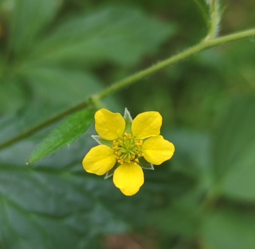 Wood Avens