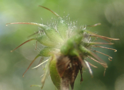 Wood Avens