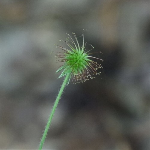 Wood Avens