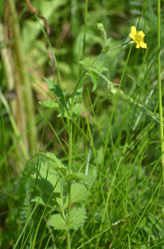 Wood Avens