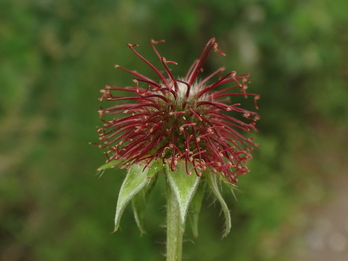 Wood Avens