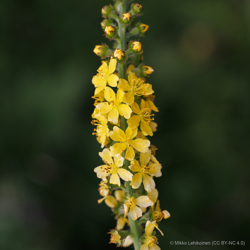 common agrimony