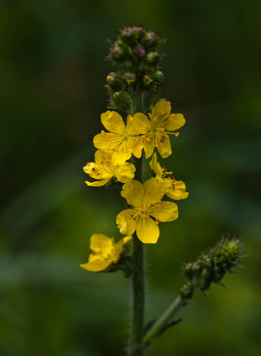 common agrimony