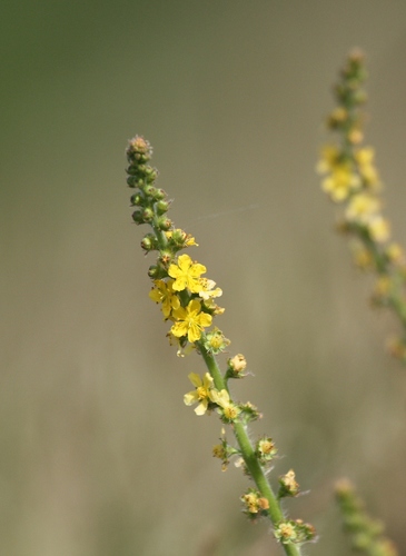 common agrimony