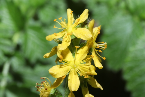 common agrimony