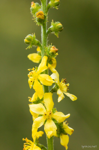 common agrimony