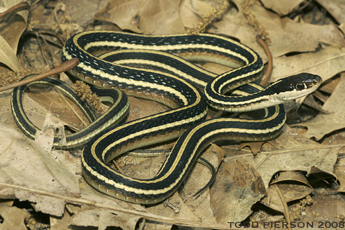 Common Ribbon Snake