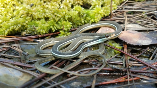 Common Ribbon Snake