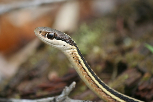 Common Ribbon Snake