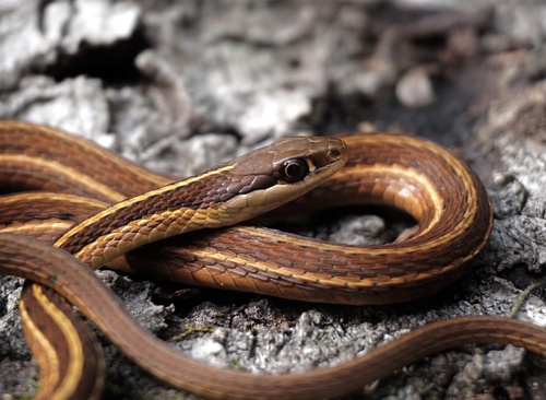 Common Ribbon Snake