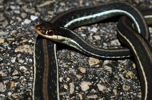 Common Ribbon Snake