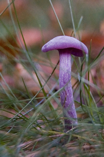 Amethyst Deceiver