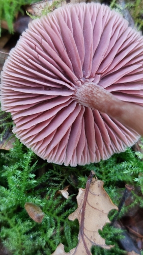 Amethyst Deceiver